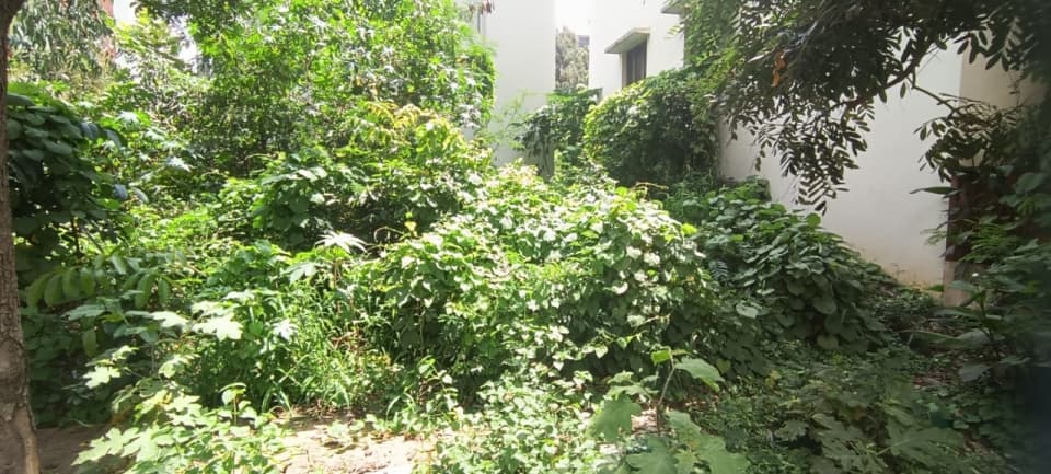 Plot / Site photo 2